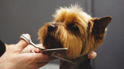 Dog care and grooming. High quality 4k footage