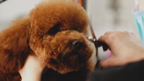 Dog care and grooming. High quality 4k footage
