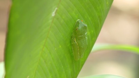 side view of a red-eyed tree frog sleeping on a leaf in a garden at sarapiqui in costa rica