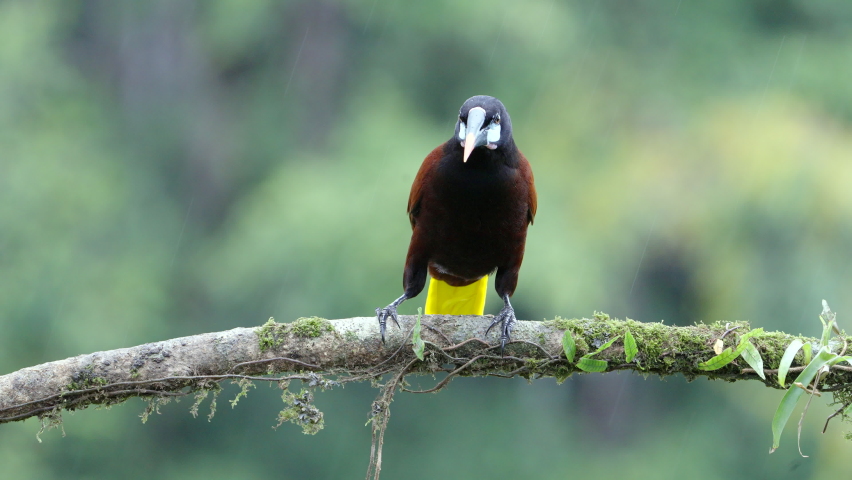 a montezuma oropendola perched on a branch on a rainy afternoon at boca tapada in costa rica Royalty-Free Stock Footage #1090061181