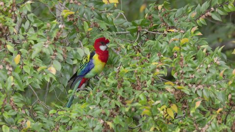 a slow motion shot of a male eastern rosella feeding in a tree on the central coast of nsw, australia