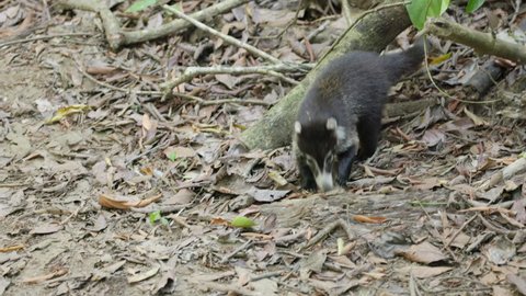 a white-nosed coati foraging on the forest floor approaches at corcavado national park of costa rica