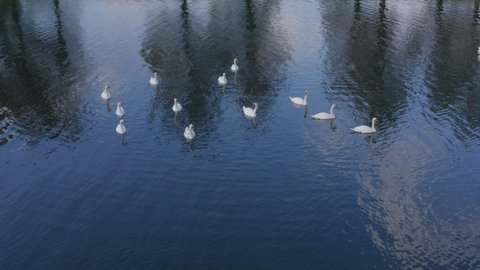 Aerial shot of a floating family of swans. A group of white beautiful swans floats on the lake, warm day the blue sky and trees are reflected in the water. Pair of swans playing with each other. 4K