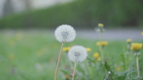 Slow motion close up video. Hand of kid touching  wild flowers
