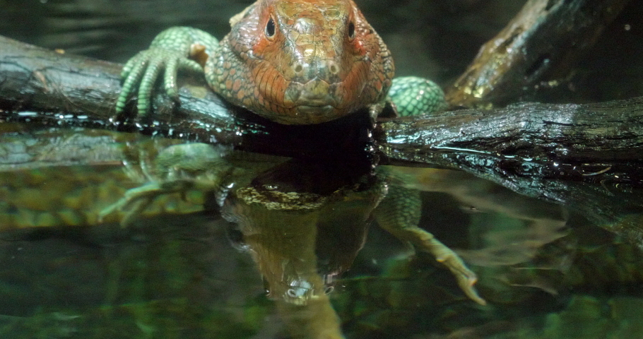 This is a video of a northern caiman lizard jumping in the water and swimming away. 