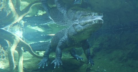This is an american Alligator lurking underwater. 