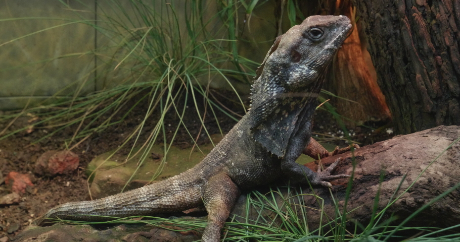 This is a video fo a frilled Lizard hanging out at the base of a tree. 
