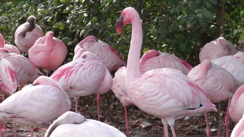 This is a video of lesser Flamingos Standing around. 