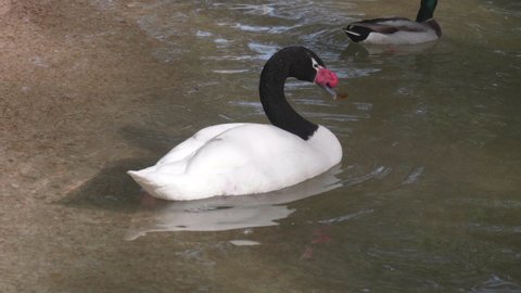 This is a video of a black-necked swan wading in a pond. Native to South America.
