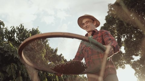 Latin farmer working in the coffee harvest on a sunny day in the field, sifting coffee beans. Cinematic 4K - Βίντεο στοκ