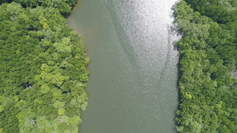 Aerial view top down of beautiful mangrove forest tree in the morning Drone flying over sea and mangrove forest Landscape High angle view Dynamic aerial shot Amazing nature landscape view