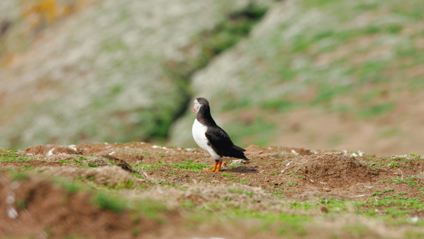 A cute Puffin (Fratercula arctica) near its burrow on a sunny, spring day (Skomer, Wales)