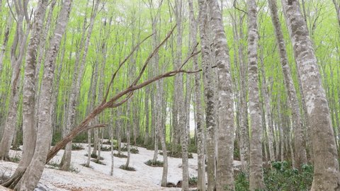 Beech forest with early spring snow