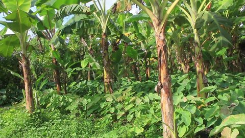 Some banana trees and taro plants