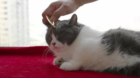 man scraping cat by a copper scratcher which is a traditional Chinese medical treatment and she enjoys it a lot