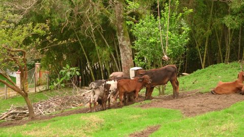 Close up of beef cows and calfs grazing on grass in colombia, on a farming ranch. Cattle eating hay and silage. breeds include speckled park, Murray grey, angus, Brangus, hereford, wagyu, dairy cows.