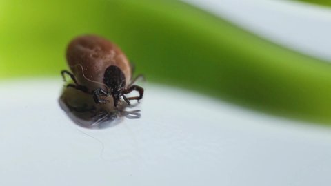 Tick close-up. mite and tweezers. Bloodsucking dangerous insect. Tick and tweezers for extracting ticks close-up. High quality 4k footage