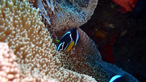 Anemone clown fish swimming in Reunion island