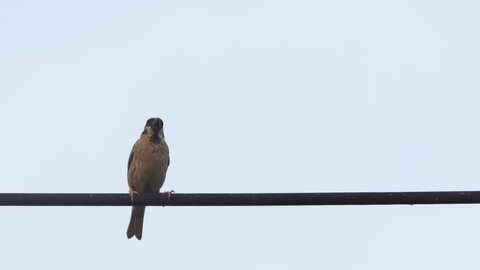 A sparrow was on a wire in a city.