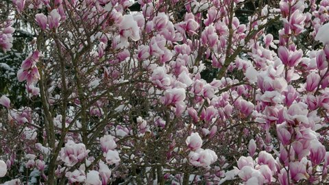 climate change snowfall in spring, close up of a purple blooming liliiflora magnolia tree in a garden covered with fresh white snow camera panning upwards branches with many purple flowers with snow