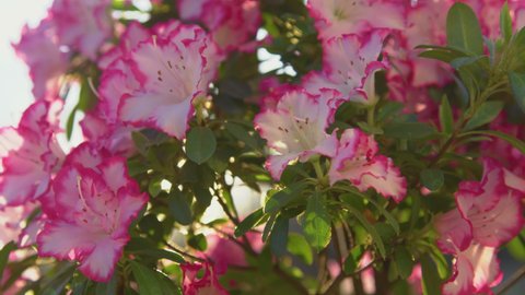 SLOW MOTION, CLOSE UP: Lush blooming azalea with white flowers and pink edges. Bright and beautiful azalea blossom in sunny spring garden. Warm spring sun rays gently shining through flowering azalea.