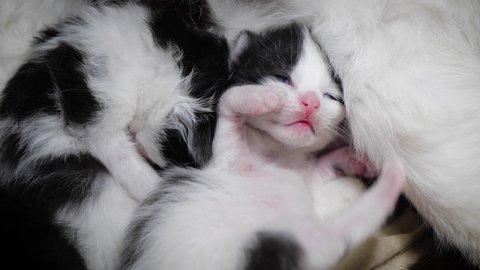 Breast-feeding of newborn kittens. A newborn kitten sucks on a cat's breast. Kitten close up. Newborn kittens drink their mother's milk against white background.