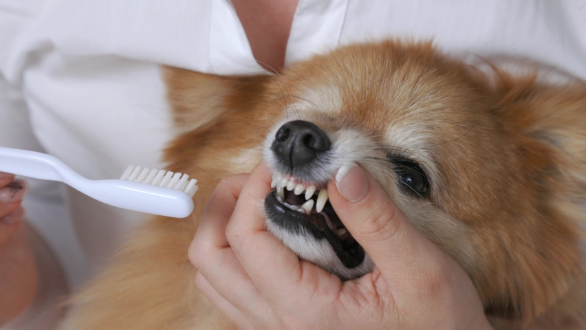 White toothbrush gently cleans the fangs of the German Spitz by a veterinarian in the clinic. Regular hygienic cleaning of teeth is performed by a girl in a white coat to a small red spitz Royalty-Free Stock Footage #1090067641