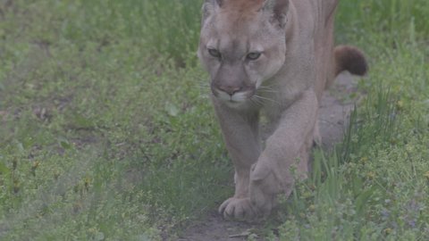 Beautiful Puma in spring forest. American cougar - mountain lion. Wild cat walks in the forest, scene in the woods. Wildlife America. Slow motion 120 fps, ProRes 422, ungraded C-LOG 10 bit