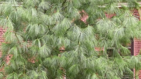 Pinus wallichiana is coniferous evergreen tree native to Himalaya, Karakoram and Hindu Kush mountains, from eastern Afghanistan. Other names include blue pine, Himalayan white pine.