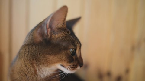 Abyssinian is breed of domestic short-haired cat with distinctive ticked tabby coat, in which individual hairs are banded with different colors. The breed is named for Abyssinia (now called Ethiopia).