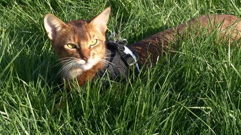 Close-up brown cute domestic abyssinian cat eating green grass outdoors in park