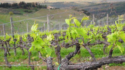 Mercatale in Val di Pesa, April 2022: First shoots of the vine plant in a row of vineyards in Chianti near Mercatale (Florence). Tuscany, Italy.