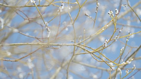 Willow ice covered branches with fluffy silvery buds sway. Spring willow tree against blue sky background. Bokeh.