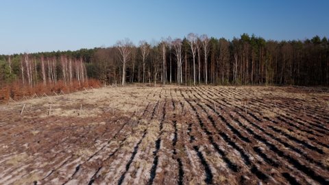 Aerial view of a glade plowed in a pine forest. Small-scale felling. Wood ecology and the woodland landscape changing. Forestry in Turawa, Poland, Europe. Drone aerial view in 4k UHD real time.