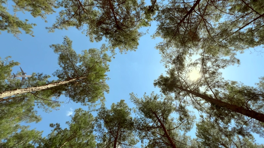 Airplane flying above the forest, bottom view