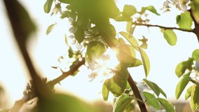 Closeup of blooming white pear flowers under morning sunlight, pear tree plantation. Spring blossom background. Blooming pear tree, white flowers on a tree in soft sunset sunlight. - Powered by Shutterstock - Get 15% off with code: PIKWIZARD15