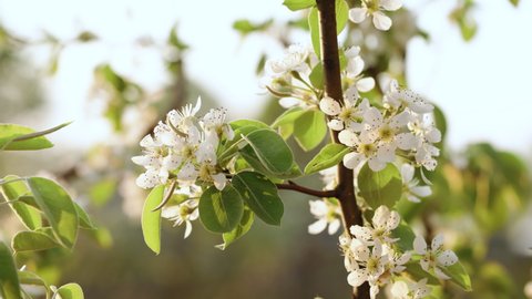 Branches of beautiful blooming tree with white flowers in early spring. Pears to pear trees. White flowers and young twigs of the Pear tree
