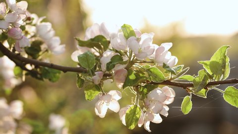 Apple flowers blossoming against bright sunny sky. Amazing sunbeams falling on charming white tree flowers. Tree of apple blooming against golden sun on warm spring day.