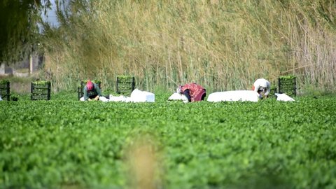 Murcia, Spain, April 27, 2022: Spray ecological pesticide, pest, pesticides. Farmer fumigate in protective suit and mask lemon trees. Man spraying toxic pesticides, pesticide, insecticides 