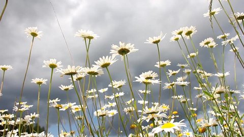field of camomile, the weather change, bottom view