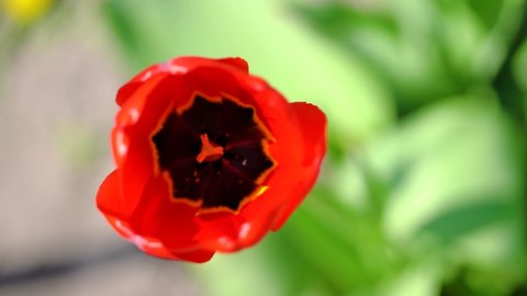 One red tulip sways in the wind against a green background. Top view. 