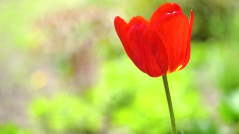 One red tulip sways in the wind against a green background. Side view. 