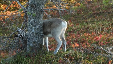 Young Reindeer eating some shrubs next to a tree trunk on an autumn morning in Kuusamo, Northern Finland