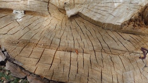dry tree stump, dry tree with roots,
tree stump cut with chainsaw, poplar tree stump,
