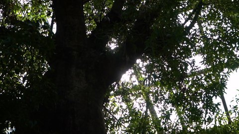 baobab tree in the botanical garden