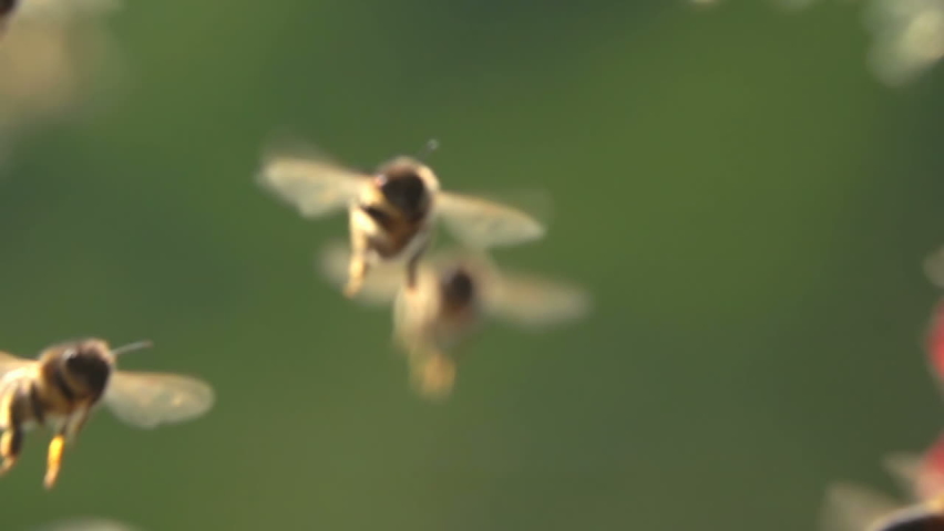 Bees flying. Slow-motion. Close-up view. Honeybees  Royalty-Free Stock Footage #1090075757