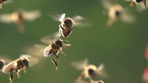 Bees flying. Slow-motion. Close-up view. Honeybees 