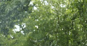 Rainstorm in tropical forest,rain in the forest,Rain against nature background