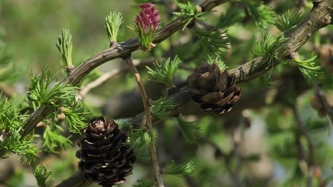New leaves on larch with buds. The branches move in the wind. Red buds cones on larch
