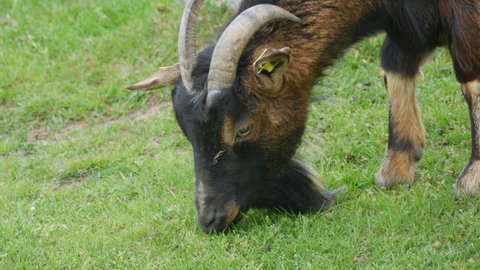 A large black bearded goat grazes in a meadow and eats grass against the background of stones close up view